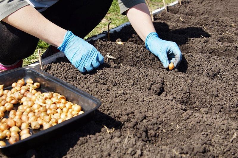 planter des oignons avant l'hiver