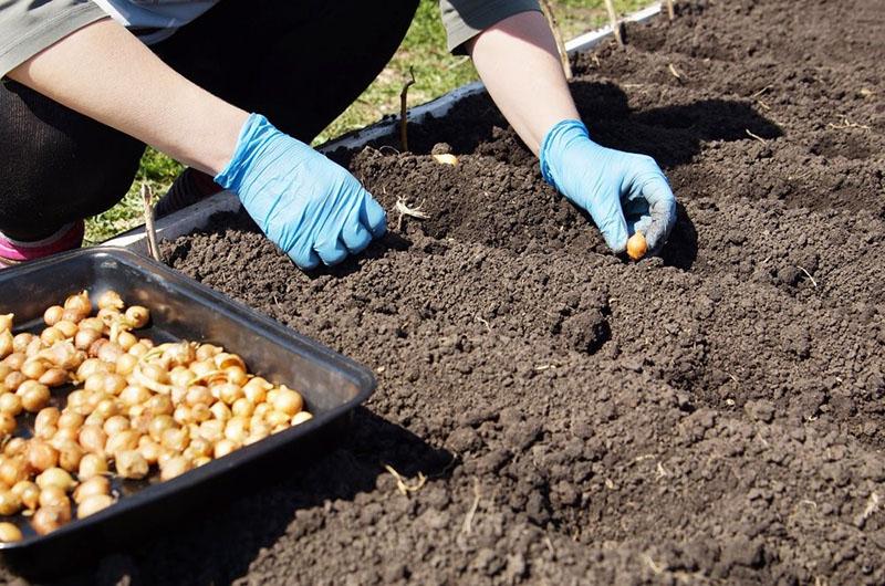 planter des oignons avant l'hiver