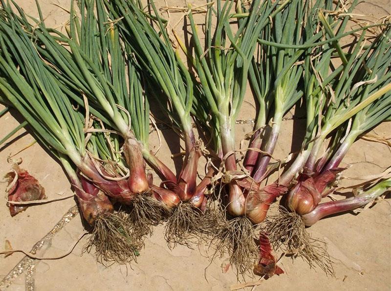 cebollas familiares en verduras