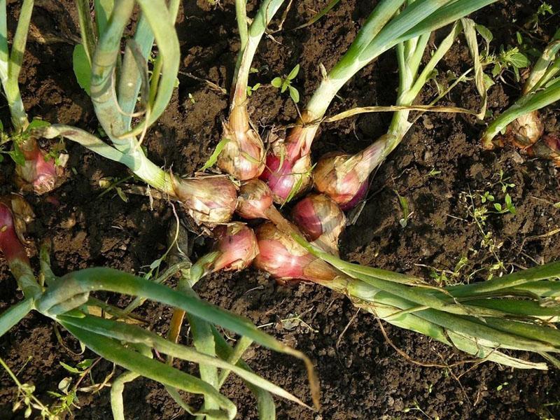 principios de plantación de cebolla familia y cuidado