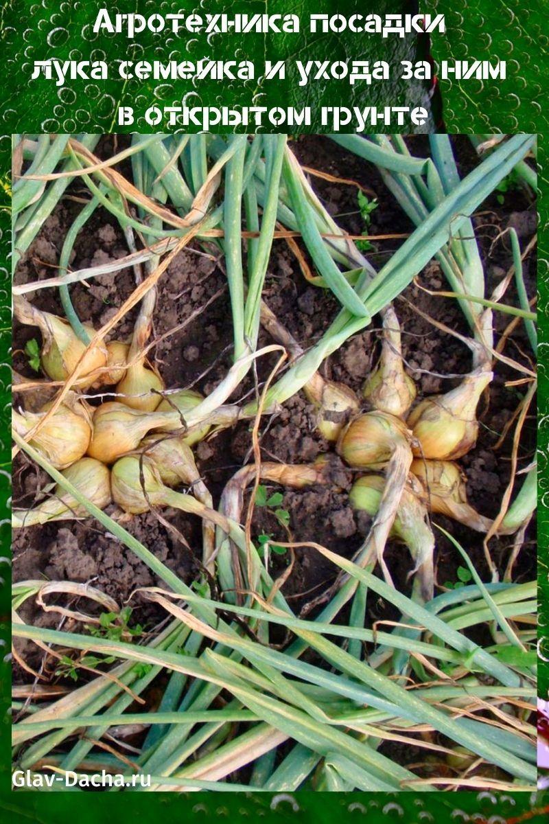 plantación y cuidado familiar de cebollas