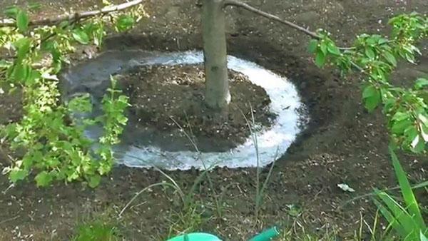 arroser et fertiliser le cercle du tronc