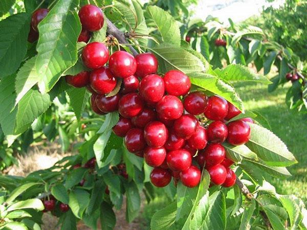 cerises en fruits Ovstuzhenka