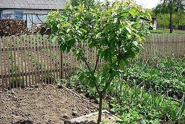 site de plantation de cerisiers