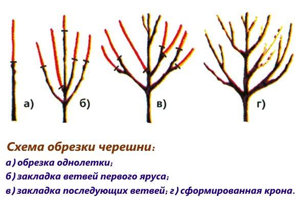 schéma de parage des cerises