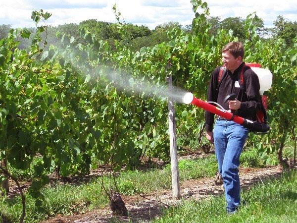 traitement contre les insectes nuisibles