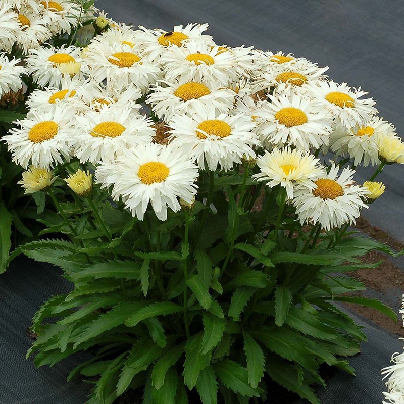 variedad de jardín leucanthemum