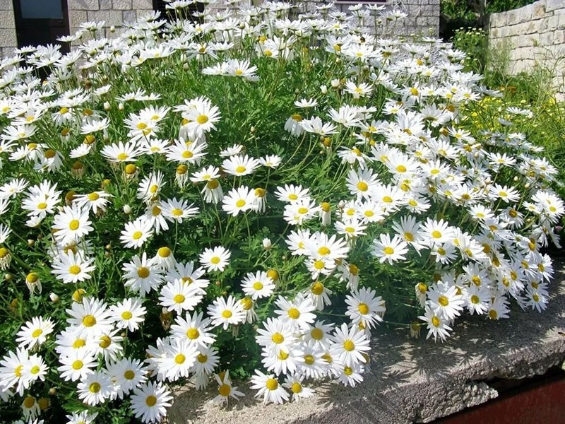 grandes fleurs blanches