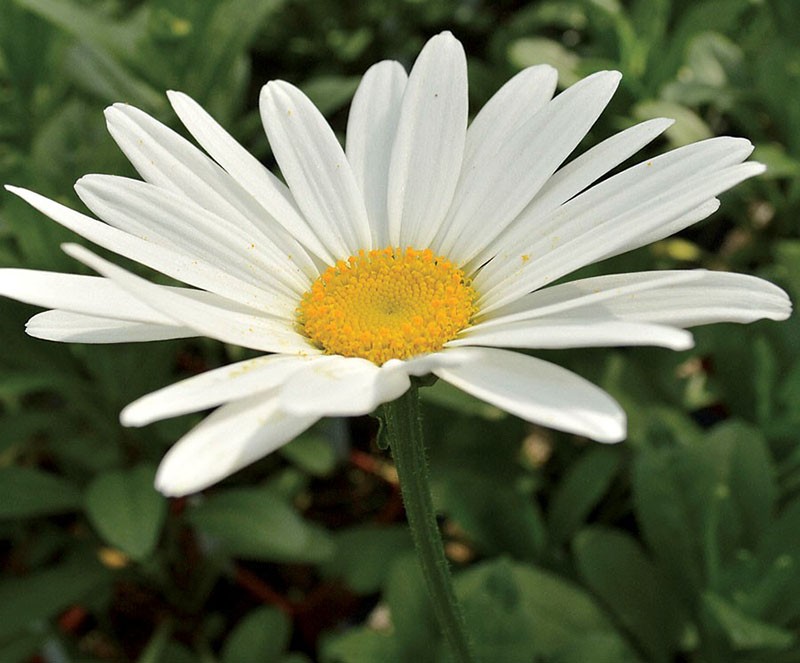 flor grande de leucanthemum