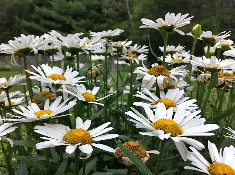 leucanthemum en medio natural