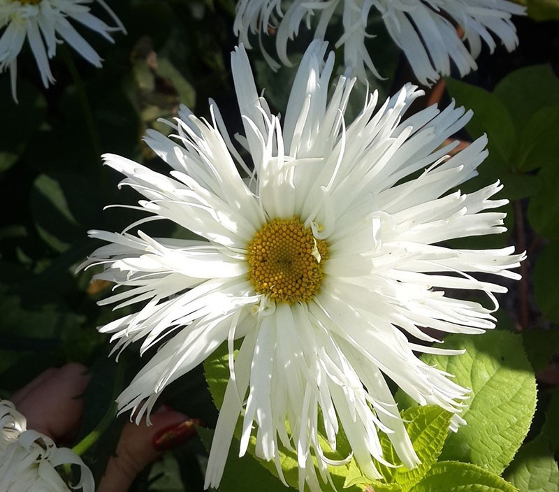 Kuril leucanthemum