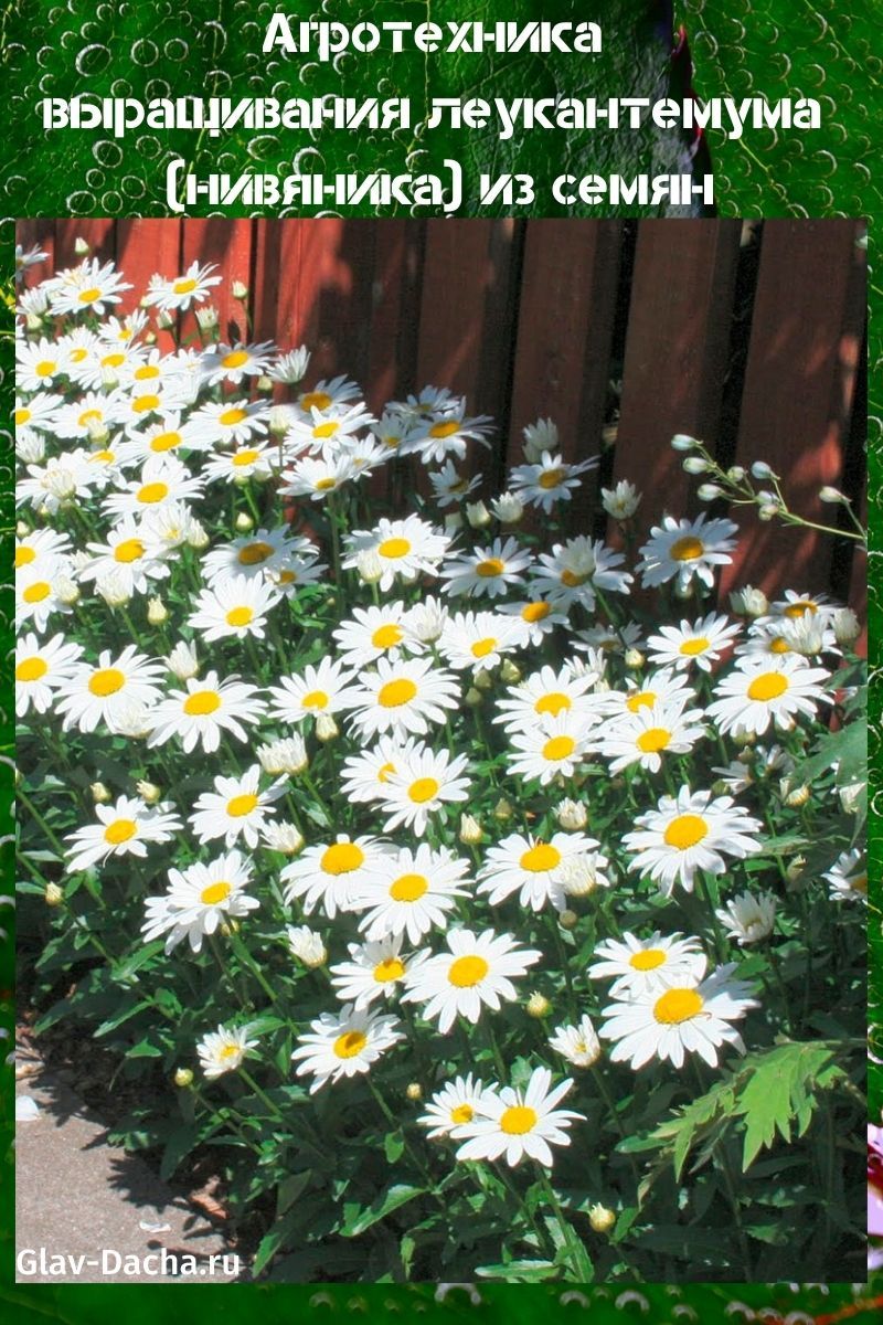 cultivo de leucanthemum (nivyanik) a partir de semillas