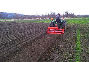 Sembrando zanahorias