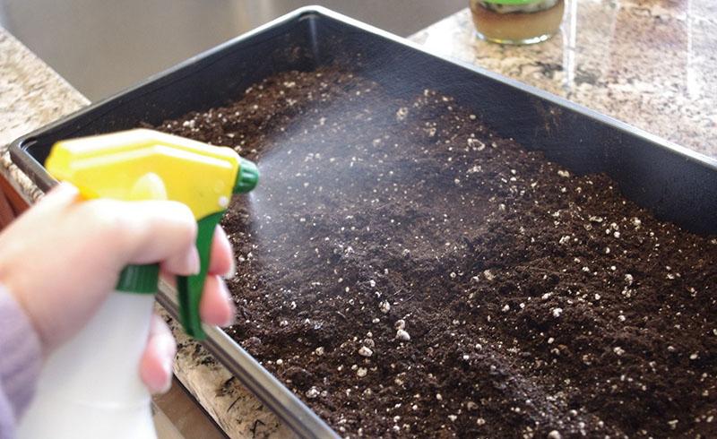 arroser le sol avant la germination