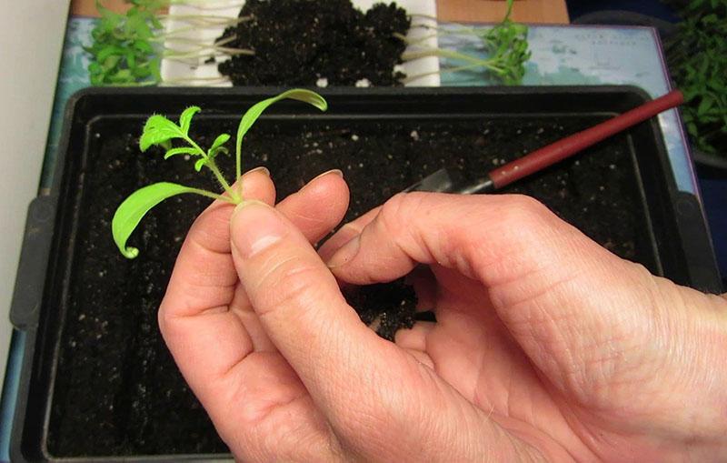 recogiendo plántulas de tomate