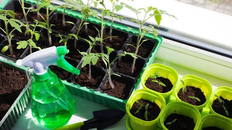 humidité modérée des plants de tomates