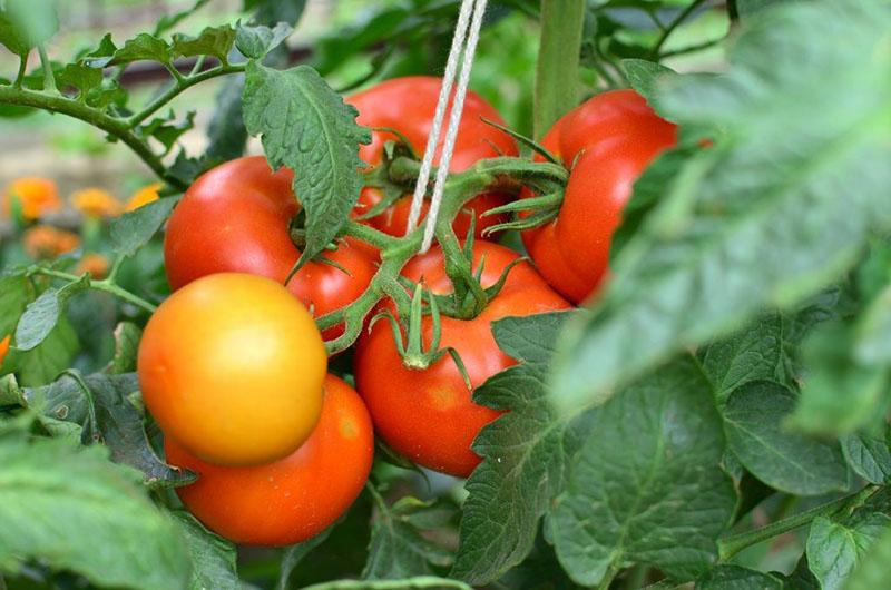 variedad alta de tomates