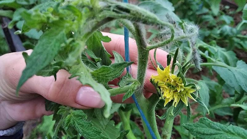 el tomate verlioka está en flor