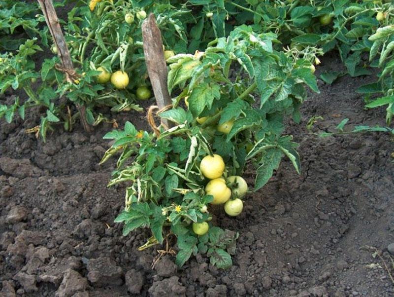 Maquinaria agrícola de tomate Verlioka en campo abierto
