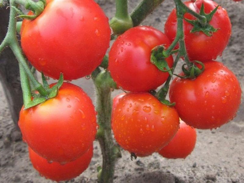 tomate polyvalente Verlioka