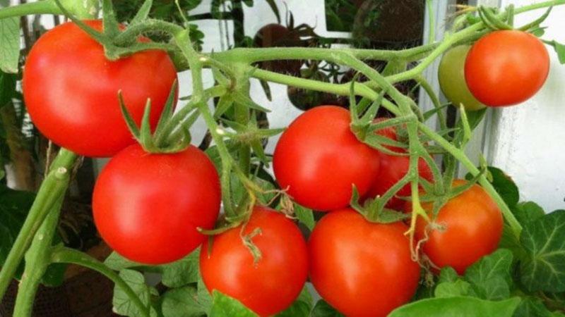 machines agricoles de la tomate Verlioka