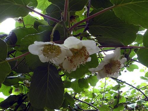 actinidies en fleurs