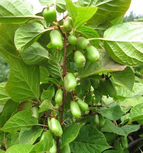 actinidia