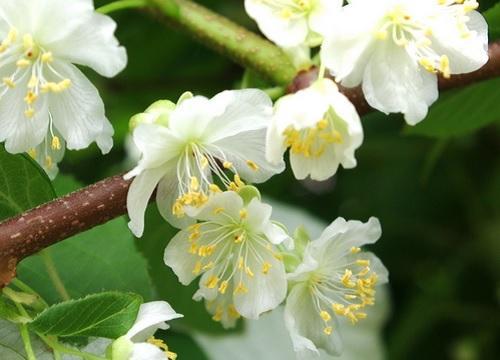 actinidia masculina
