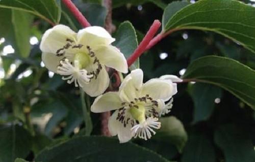 actinidia femenina