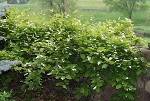 actinidia