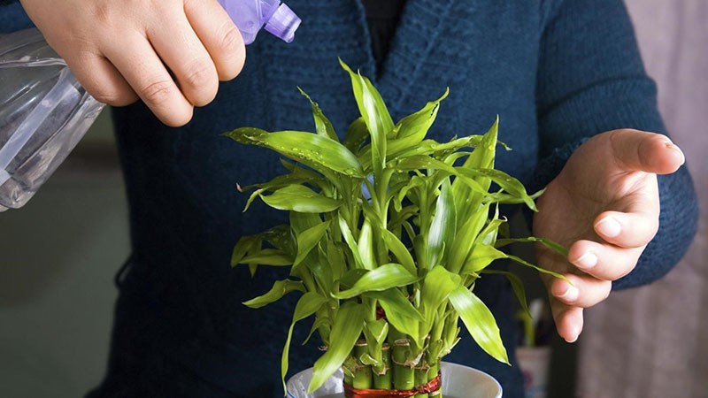 pulvérisation de plantes d'intérieur
