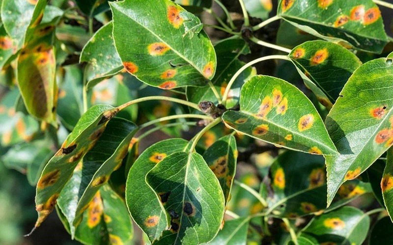 l'utilisation de peroxyde d'hydrogène pour les plantes du jardin