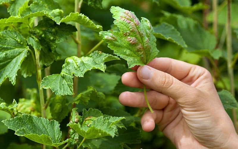 tratamiento de arbustos frutales con peróxido de hidrógeno