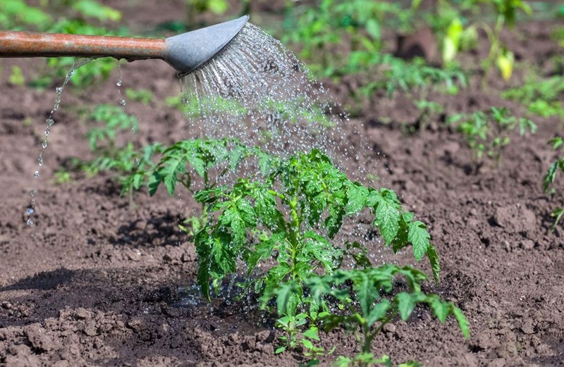 l'utilisation de peroxyde d'hydrogène pour les plantes comme top dressing