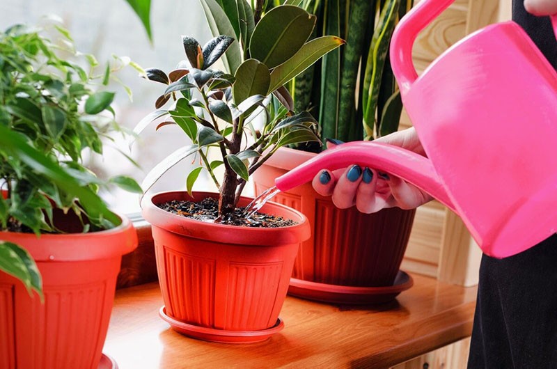 l'utilisation de peroxyde d'hydrogène pour les plantes comme top dressing