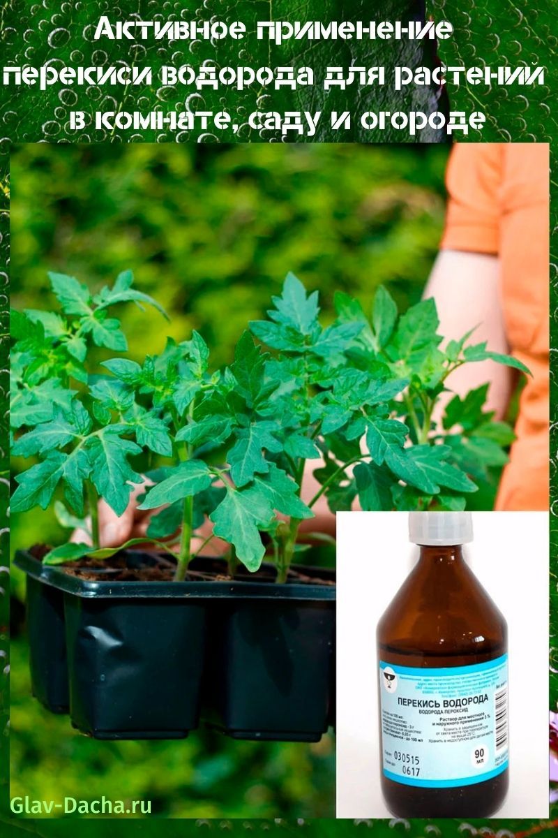 application de peroxyde d'hydrogène aux plantes