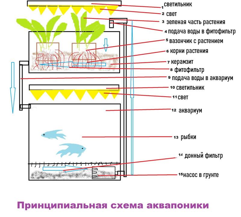 diagrama esquemático de acuaponia