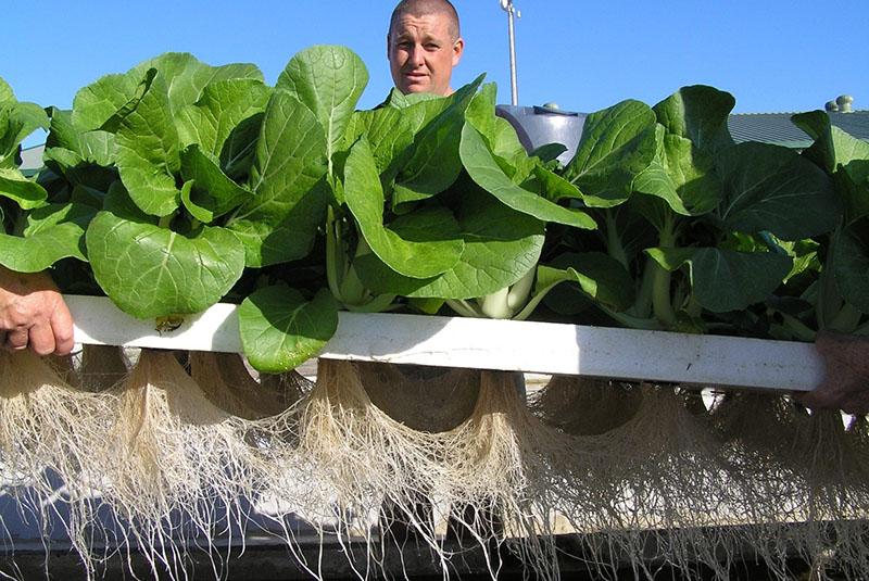 cultivo de lechuga