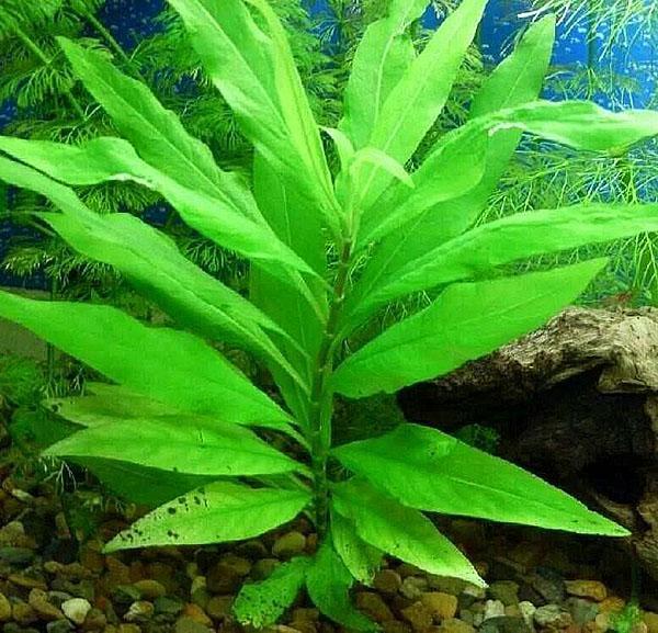 plante en aquarium