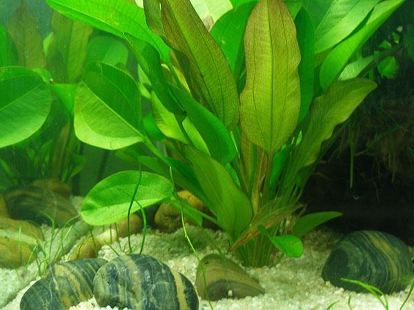 plante d'aquarium citronnelle
