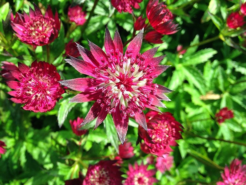 Astrantia es grande