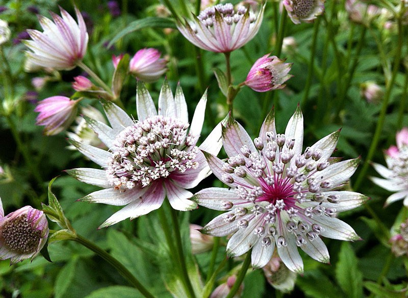 grandes fleurs d'astranie