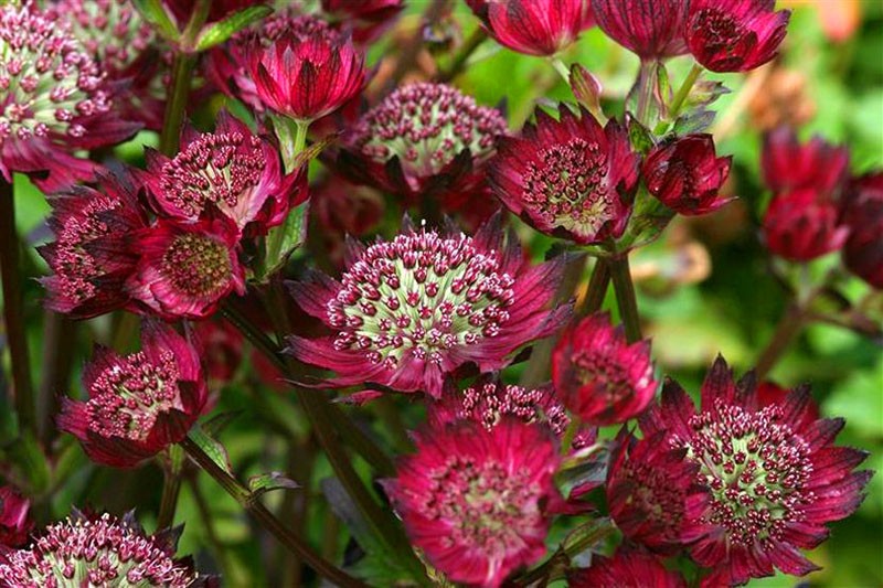 astrantia moulin rouge