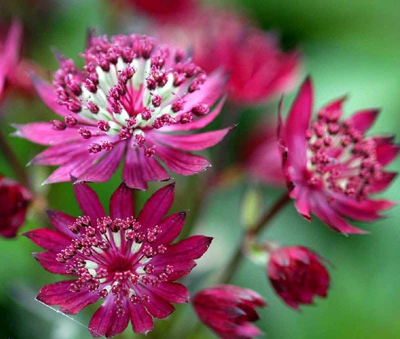 Astrantia 