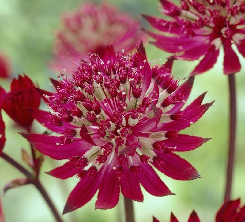 clarinette astrantia