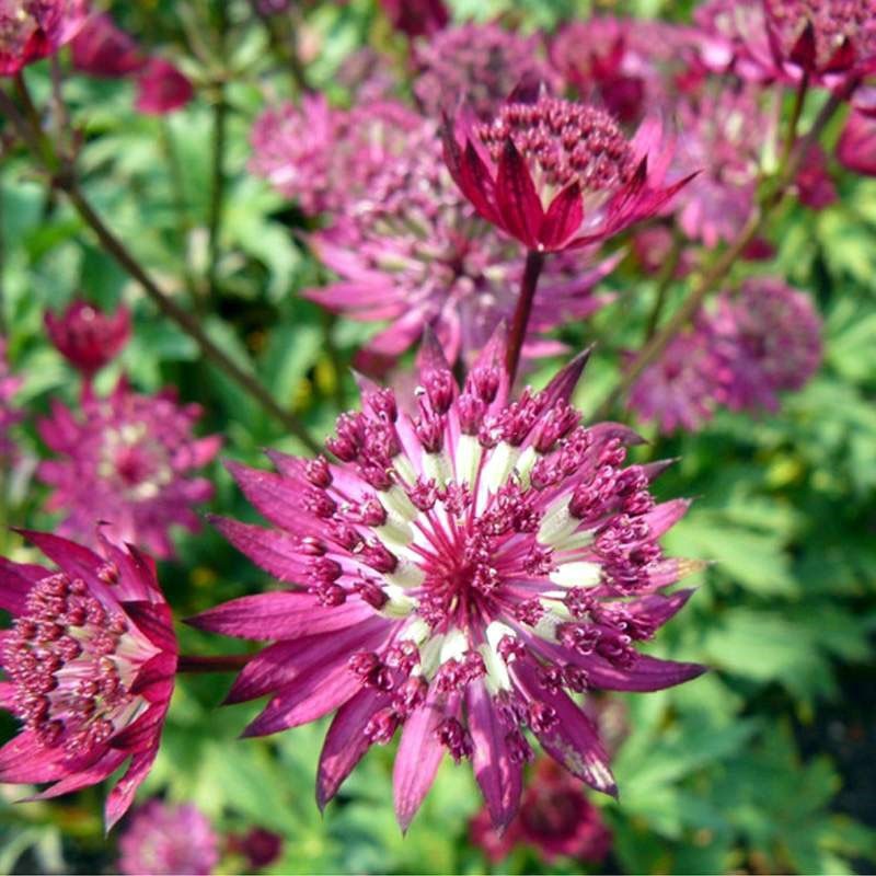 astrantia diva