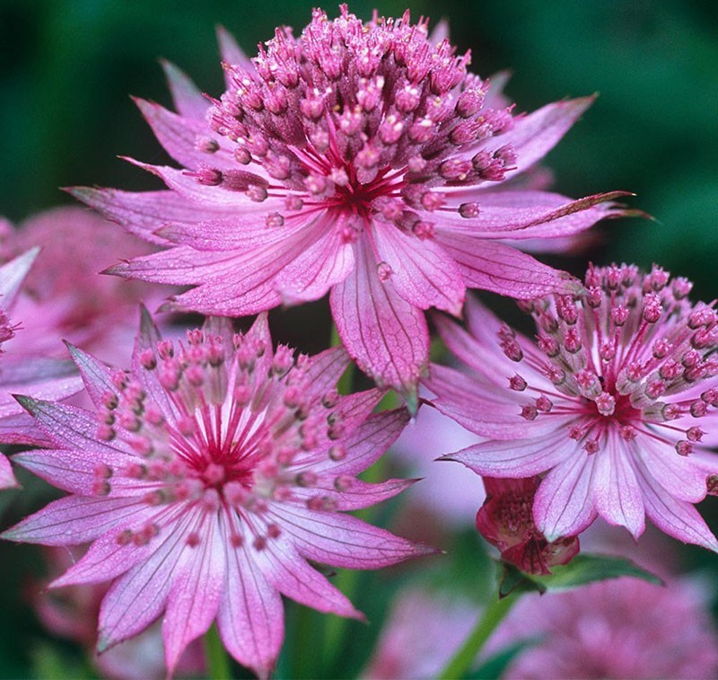 Astrantia le plus grand (maxima)