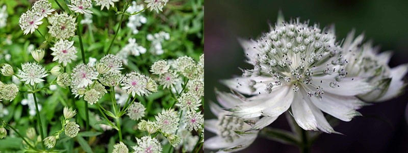 Astrantia Minor