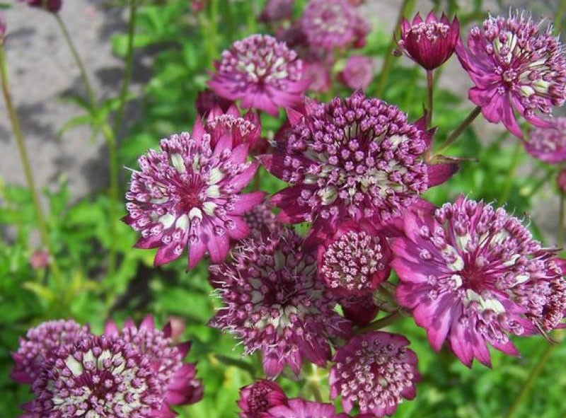 Astrantia Corniola