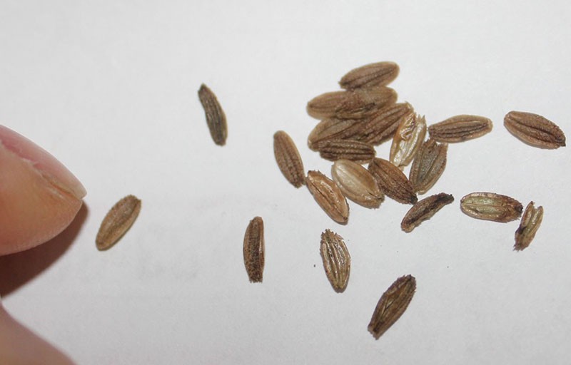 semillas de astrania